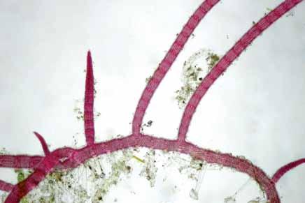 Corallophila verongiae (D.L. Ballantine & M.J. Wynne) R.E.