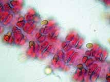 Células acrópetas, ovoidales. Células basípetas de forma rectangular. Células glandulares ovoides, de 8-10 µm de ancho y de 12-15 µm de largo.