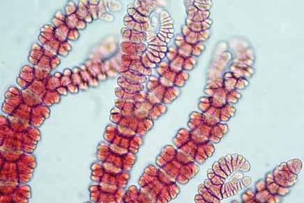 Ramificación abundante, pseudodicotómica o alterna, a intervalos de 5-6. Ápices creciendo en espiral, forcipados. Células glandulares ovoidales. Células axiales con corticación incompleta.