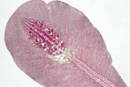 Apoglossum gregarium (E.Y. Dawson) M.J. Wynne Ceramiales Florideophyceae Delesseriaceae Escala 250 µm.