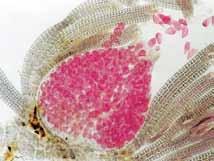 Cistocarpos globosos a urceolados, situados en las porciones terminales, de 360-420 µm de ancho y de 450-525 µm de largo.