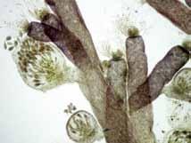 Chondria dasyphylla (Woodward) C.