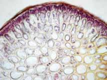 púrpura o marrón, ramificación alterna, ramas principales, cilíndricas de hasta 1,8 mm de ancho, ramitas secundarias, cilíndricas de 400-500 µm de ancho, terminando en