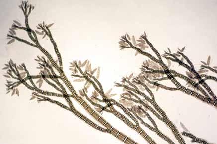 Lee Ceramiales Florideophyceae Rhodomelaceae Algas filamentosas, erectas, de 1-2 mm de largo, color marrón, fijadas al sustrato por rizoides,