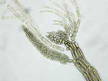 Cistocarpos ovoides, sésiles o con un pedúnculo corto, de 100-180 µm de diámetro.