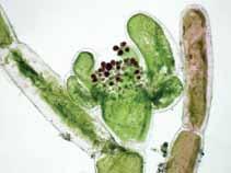 tonalidades verdosas, hasta 3 cm de alto, ramificación alterna a pseudodicotómica, células de la porción distal,