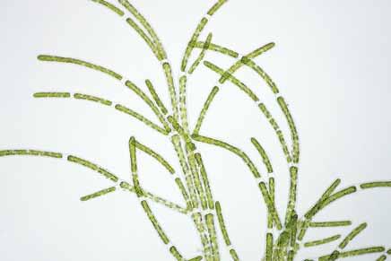 Cladophora dalmatica Kützing Chlorophyta Cladophorales Ulvophyceae Cladophoraceae Algas filamentosas, erectas, gregarias, color verde claro, de 1,5-4,5 cm de alto, fijadas al sustrato mediante