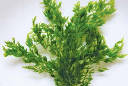 Cladophora vagabunda (Linnaeus) Hoek Chlorophyta Cladophorales Ulvophyceae Cladophoraceae Algas filamentosas, erectas, gregarias, de 4-10 cm de alto, color verde claro, fijadas al sustrato mediante