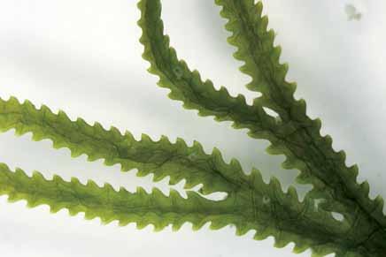 estolonífera, de 8-10 cm de alto, color verde grama, fijadas al sustrato mediante rizoides.