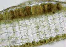 la porción apical de 80-100 µm de lado, en la porción basal de 90-150 µm de lado. Estructuras reproductivas no evidentes en los especímenes estudiados.