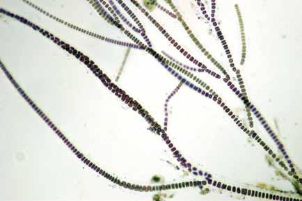 Filamentos uniseriados, algunas veces pluriseriados, pseudoramificados. Células principalmente cuadrangulares, de 8-15 µm de lado, inmersas en una matriz gelatinosa.