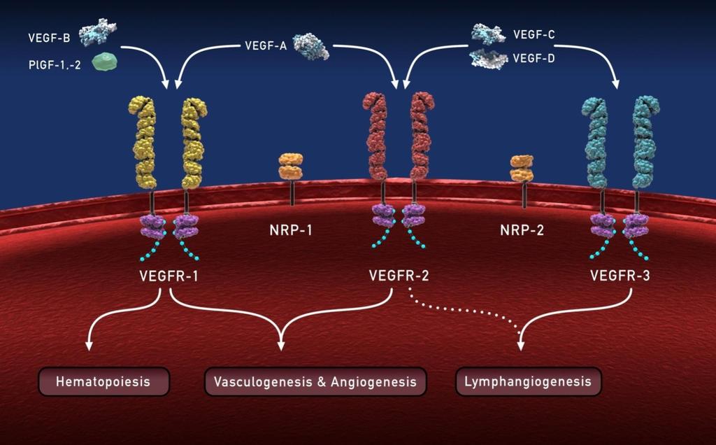 VEGF-A Activa la angiogénesis induciendo la proliferación, supervivencia y migración de las
