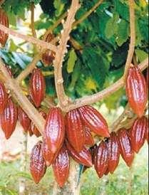 El cacao es uno de los cuatros cultivos