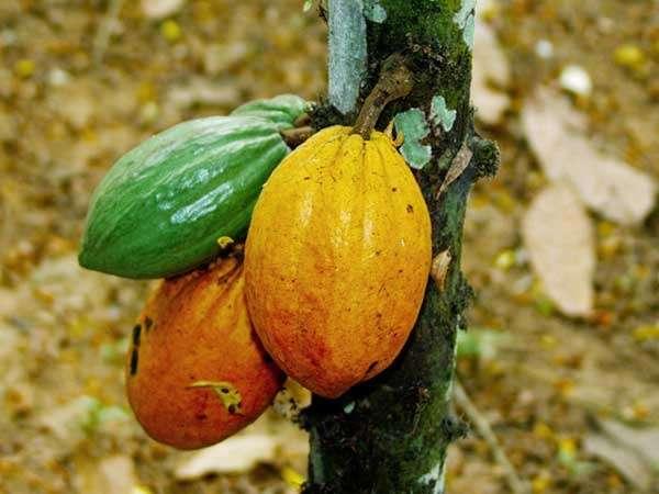 INTRODUCCIÓN El cacao es uno de los cuatros cultivos tradicionales de
