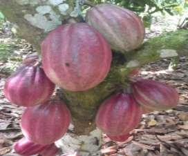 TIPO GENETICOS DEL CACAO Para determinar el tipo genético de cacao presente en las fincas, se eligió veinte y tres (23)