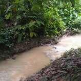 INTRODUCCIÓN Importancia Ecológica Las plantaciones de cacao constituyen un agro ecosistemas ideal