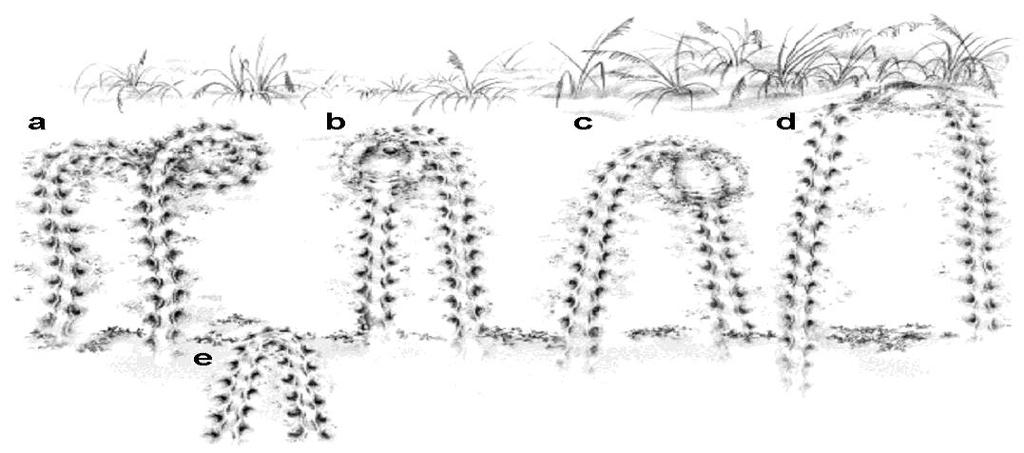 Identificación de huellas a). Falsa caminata (FC), b).