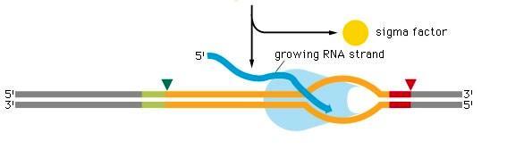 Mecanismo de Transcripción 5. se libera el factor sigma del núcleo de la enzima 6.