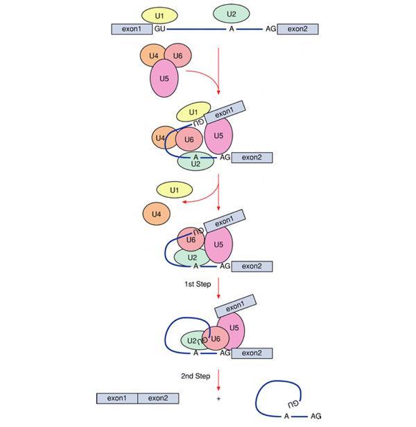 Spliciosoma 5 ARNsn