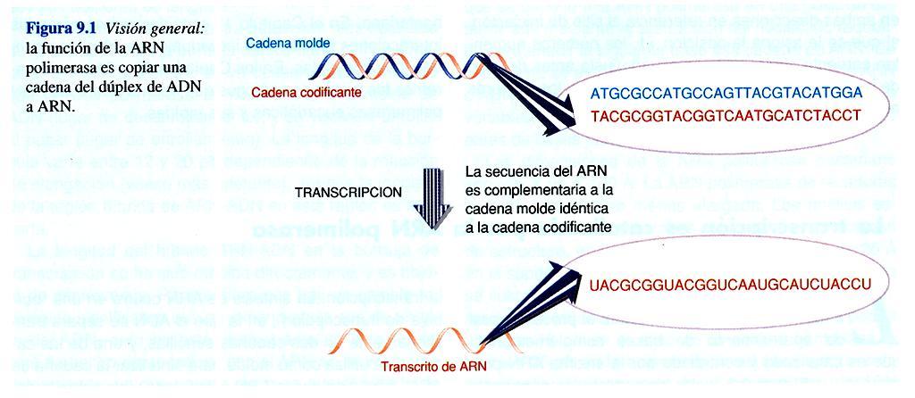 Transcripción es el proceso mediante el cual se produce un ácido nucleico a partir de otro tipo de ácido nucleico consiste en la formación de moléculas de ARN (ARNm, ARNr, ARNt) a