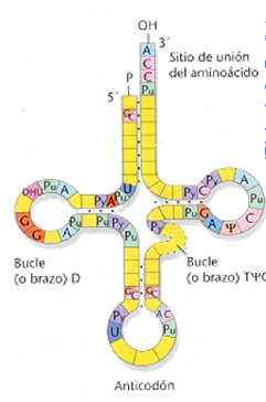 ARN de transferencia: porta aminoácidos hacia el lugar de síntesis de proteínas, el ribosoma.