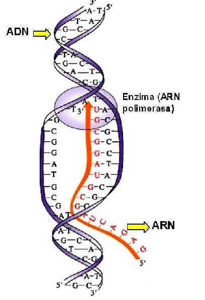 TRANSCRIPCIÓN La información secuenciada en el ADN no se usa directamente en la síntesis de proteínas, es necesario generar una molécula