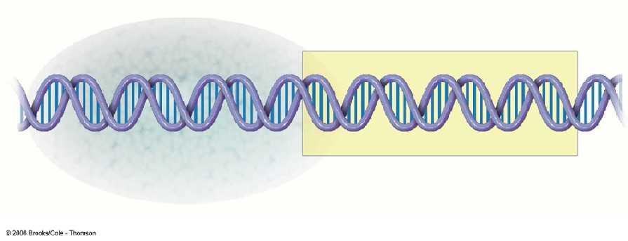 INICIACIÓN Región promotora ARN polimerasa, es la enzima que cataliza la transcripción La ARNpol inicia la transcripción en la