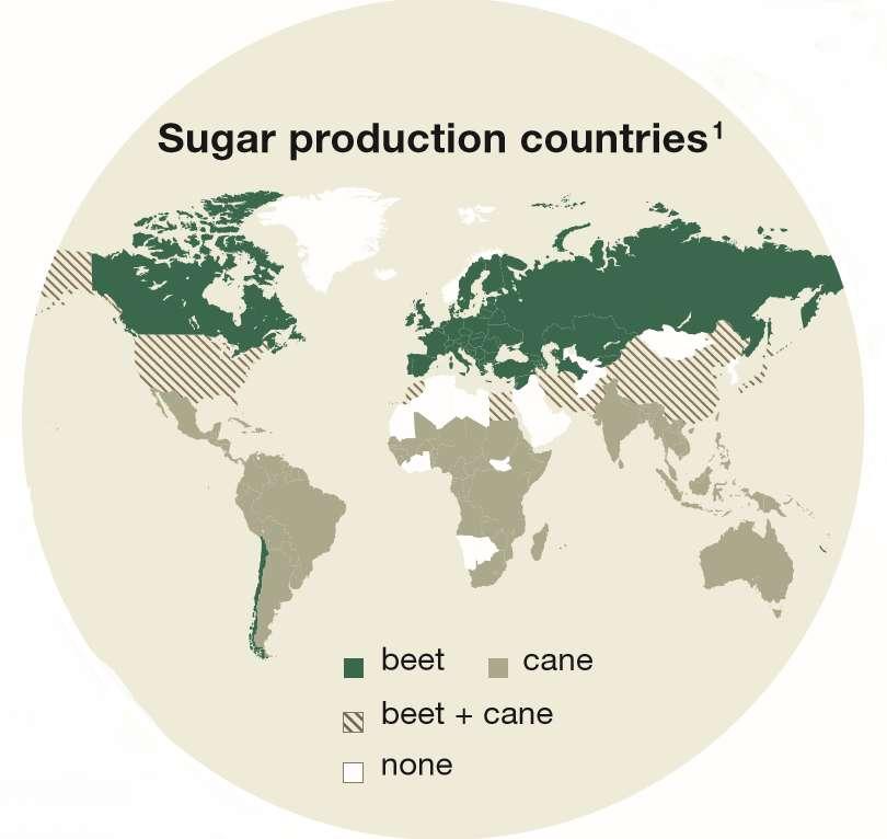 La remolacha azúcar VS la caña azucarera Producción de