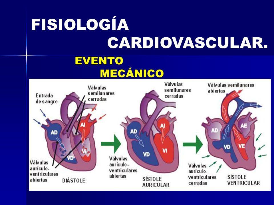 Fisiología Cardiovascular Quizás una de las características más importantes del poblador andino es la hipertensión pulmonar y la consiguiente hipertrofia ventricular derecha.