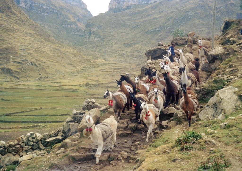 Caravana de llamas recorriendo el Camino Inka, Warautambo, Perú, 1990. Fotografía por Ramiro Matos, NMAI Los Inka construyeron sus caminos para facilitar los viajes peatonales de personas y llamas.