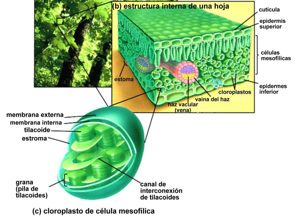 Los cloroplastos Los cloroplastos son organelos de doble membrana presente solo en las células vegetales.