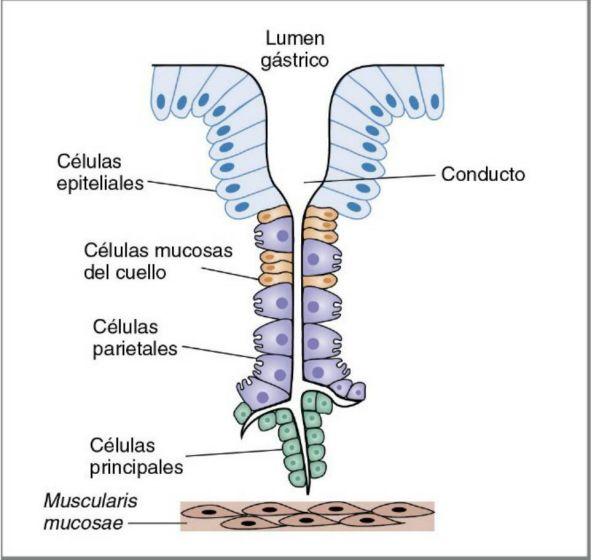 Mucosa Gástrica: