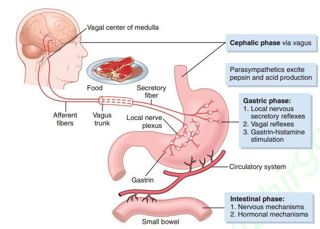 Mecanismo de Producción de la Secreción Gástrica: Visión, olor, gusto de los alimentos, apetito Corteza cerebral, Amigada, Hipotálamo (Apetito) Fase Cefálica (N.