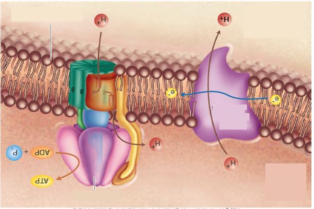 FOSFORILACION OXIDATIVA Membrana mitocondrial interna H + H + Espacio intermembrana e- Complejos transportadores de electrones e- Pi ADP H + H + ATP Matriz ATP sintetasa (1) Cadena de transporte