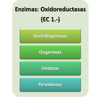 E.C. Enzyme