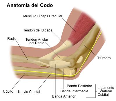 ARTICULACIÓN DEL CODO Inspección: Ejes brazo/antebrazo forman un ángulo abierto hacia fuera (160º) valgo fisiológico.