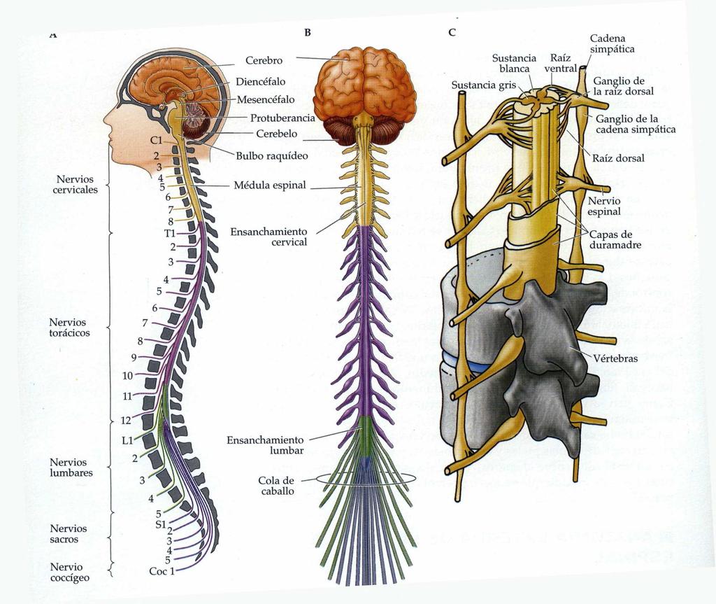 Estructura funcional del sistema nervioso Médula espinal: recibe información sensitiva y en ella se encuentran las neuronas motoras de los músculos.