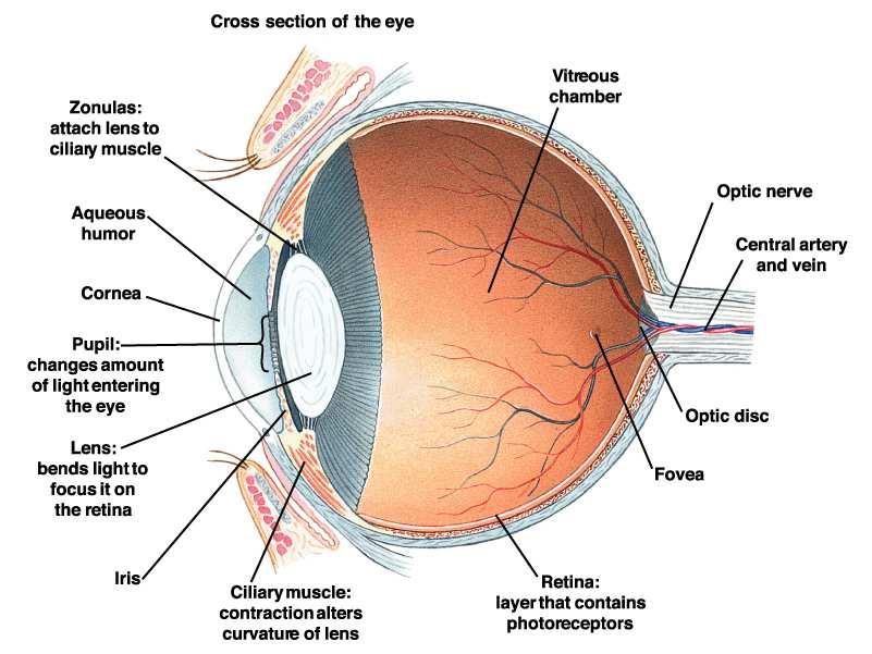 Estructura del ojo