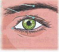principal del ojo. 2. El IRIS es el círculo de color en la parte principal del ojo.