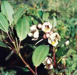 incarnata Kunth (Bromeliaceae,