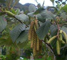 Alnus acuminata Kunth Familia: Betulaceae Nombre vernáculo: