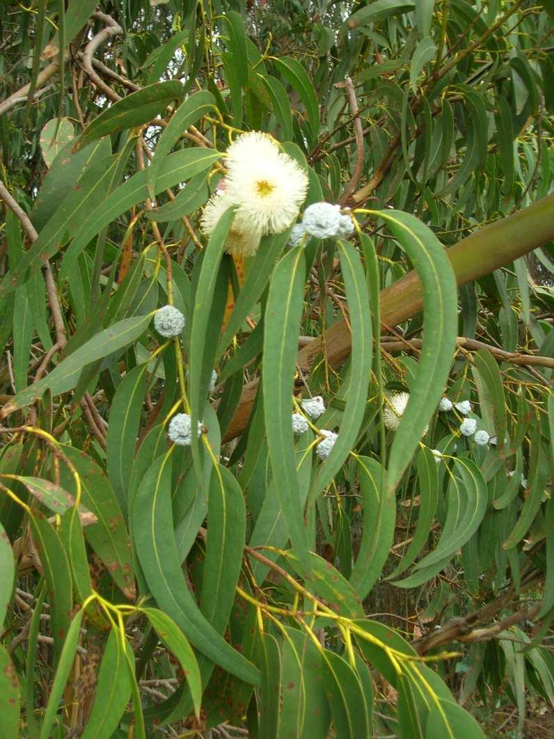 Eucaliptus globulus Labill Familia: Myrtyaceae Nombre vernáculo: eucalipto blanco/azul Árbol exótico, originario de Australia ytasmania Muy cultivado y