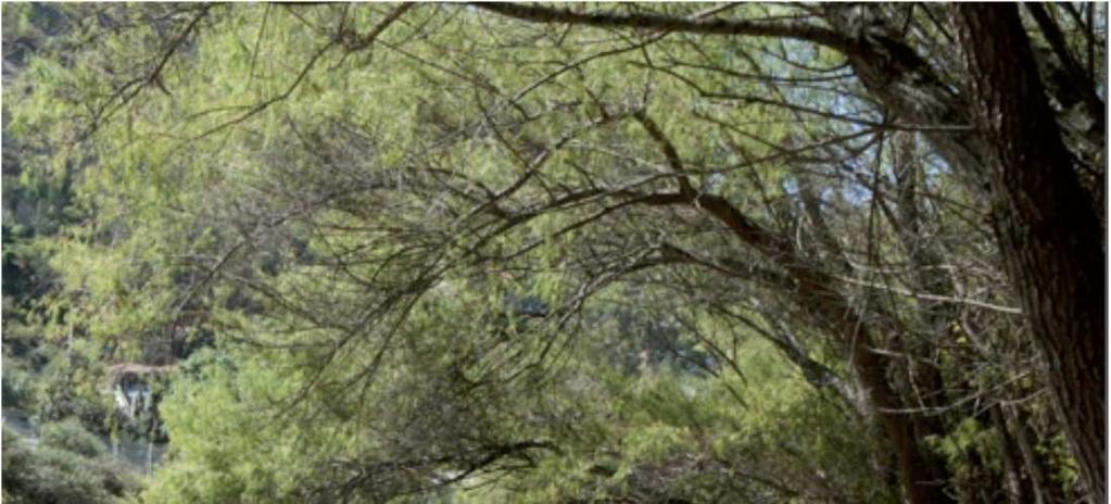 Salix humboldtiana Willd.