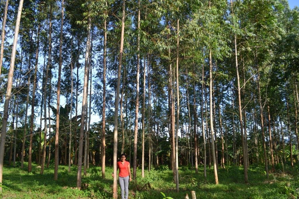 Ciencia y Tecnología Forestal Plantación Clonal de 2 Años de Edad Los bosques