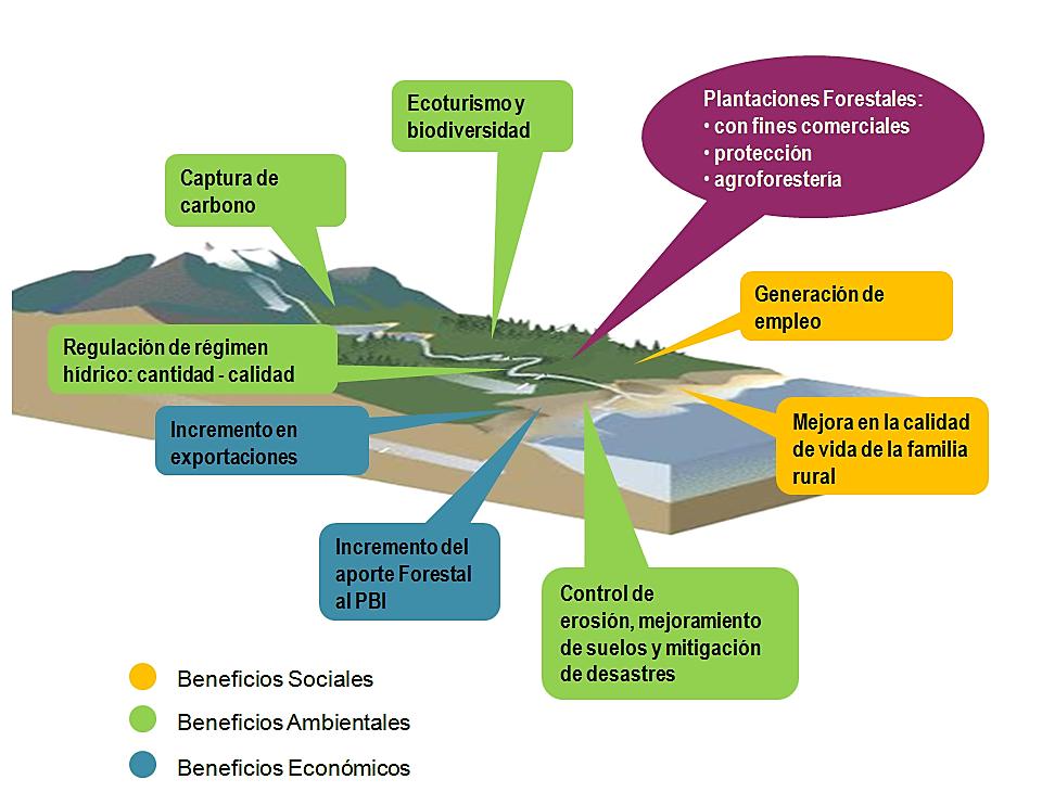 Minería y Forestales Sinergia entre empresas mineras y comunidades campesinas en plantaciones forestales.