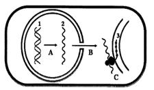 b).- Defina el proceso B y el proceso D. 15. A la vista de la imagen, conteste las siguientes a).- Qué nombre reciben las moléculas señaladas con números?