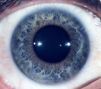ESCLEROTICA Es la cubierta protectora del ojo, le confiere rigidez evitando que se deforme.