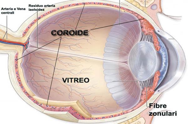 COROIDES Es una capa vascular situada entre la retina y la esclerótica, su función principal es nutrir la retina y