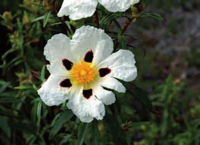 Jara blanca (Halimium atriplicifolium).