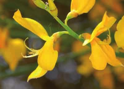 ESCENARIO FLORÍSTICO Y SUS INTÉRPRETES: LAS PLANTAS Gayomba (Spartium junceum) Peonia (Paeonia broteri). cum album), jaras (Cistus spp.